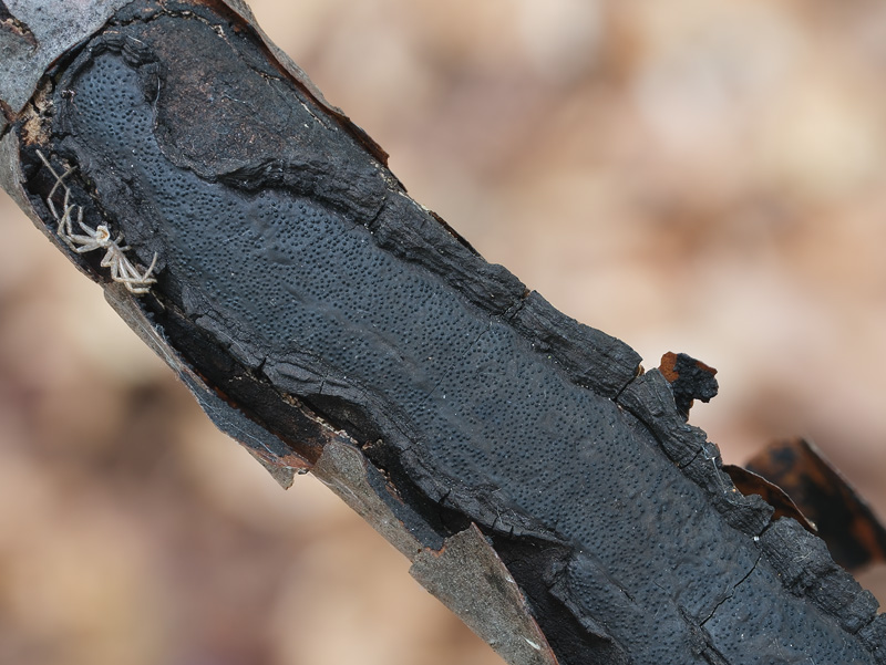 Biscogniauxia mediterranea